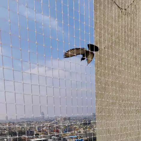 Pigeon Safety Net Installation in Bhubaneswar
