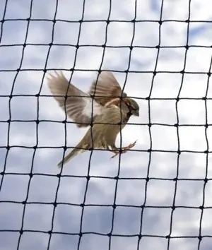 Anti Bird Nets Installation in Bhubaneswar