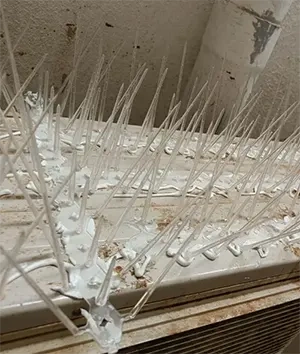 Bird Spikes Installation in Bhubaneswar