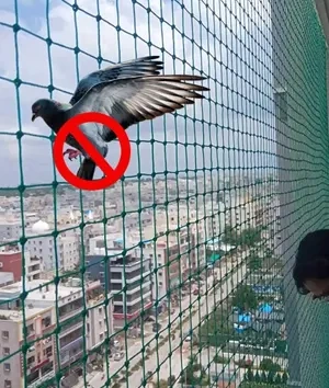 Pigeon Safety Nets Installation in Bhubaneswar
