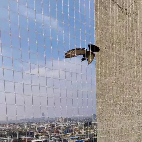 Pigeon Safety Nets